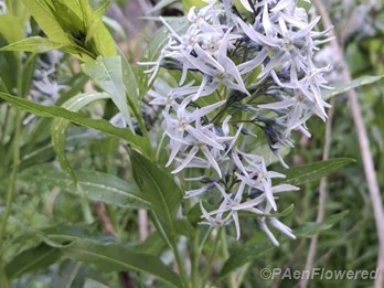 Plant in flower