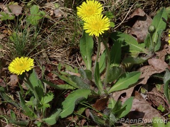 Mouse-ear hawkweed