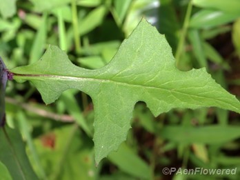 Mid-cauline leaf