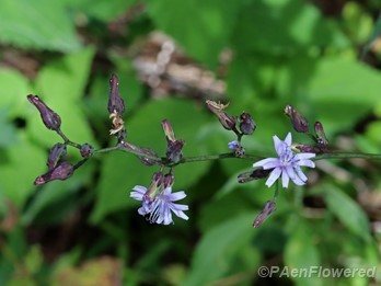 Plant in flower