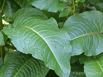 Basal leaves