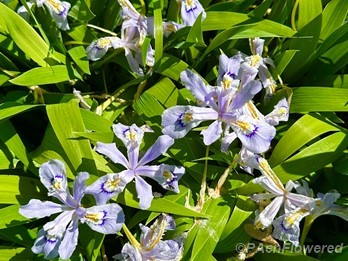 Plants in flower