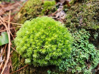 Wet cushion moss