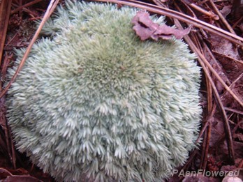 Dry cushion moss