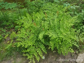 Fertile and sterile fronds