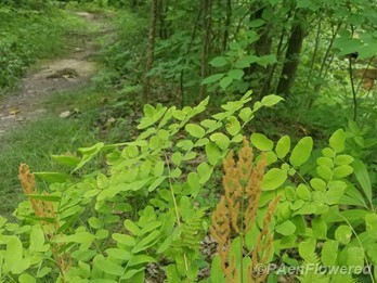 Plant form