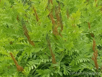 Ripening sporangia