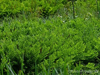 Fern colony