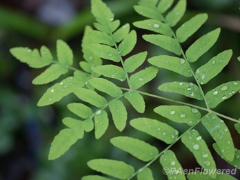 Frond with raindrops