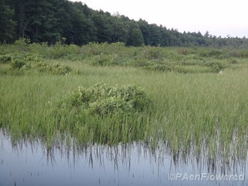 Growing in the bog