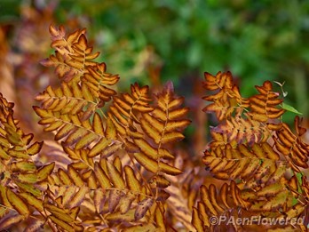 Autumn blades