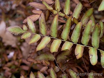 Pinnae getting fall color