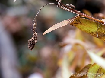 Sporangia in fall