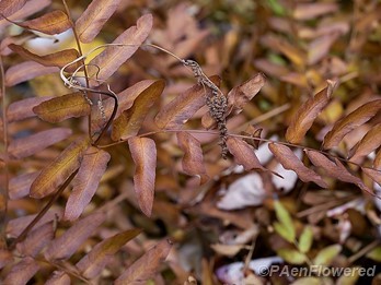 Pinnae with fall colors and sporangia