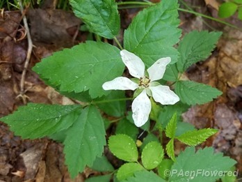 Swamp Dewberry
