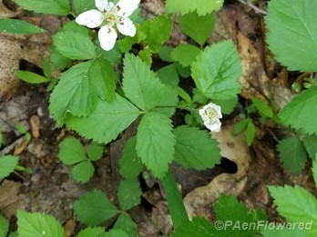 Swamp dewberry