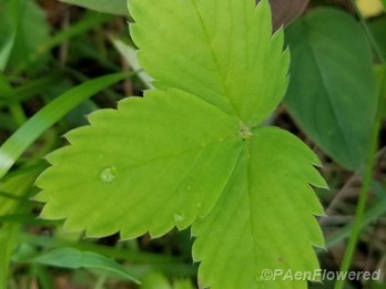 Common Strawberry