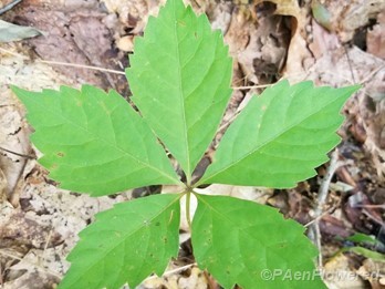 Virginia Creeper