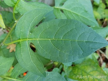 Trailing Nightshade