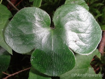 Roundleaf Liverleaf