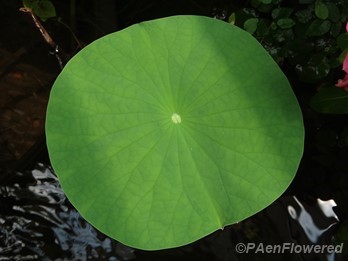 Lotus leaf