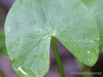 Marsh Marigold