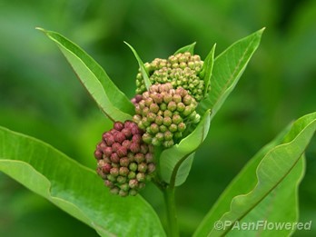 Flower buds