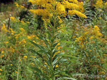 Plant in flower