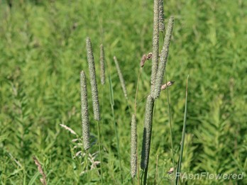 Common timothy grass