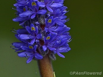 Plant in flower
