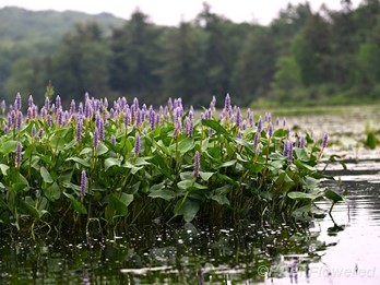 Plants in flower