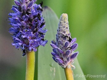 Plant in flower