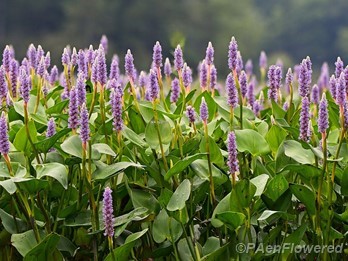 Plants in flower