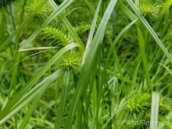 Leaves and infloresence