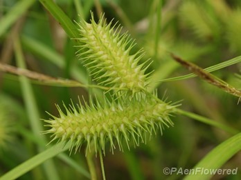 Infloresences