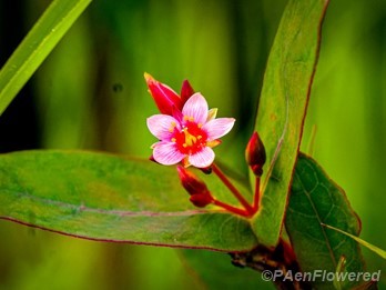 Flowers & leaves