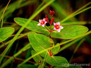 Plant in flower