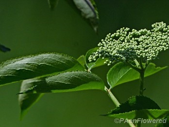 Flower buds and leaves