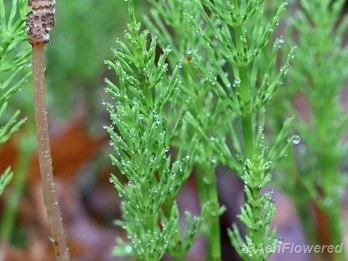 Fertile shoot & vegetative shoots