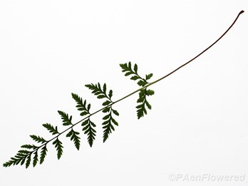 Brittle fern