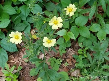 Sulfur cinquefoil