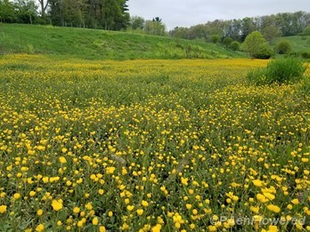 Flowering field