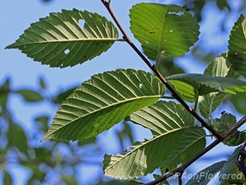 Underside of leaves