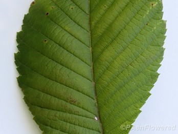 Leaf showing leaf bases
