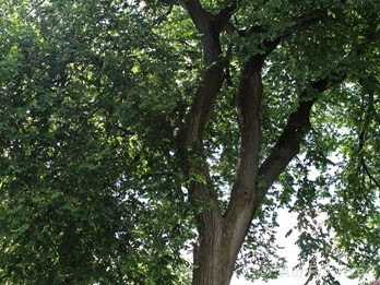 Mature tree