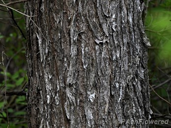 Bark