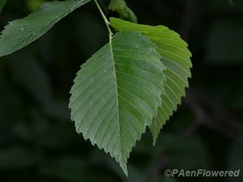 Young leaves