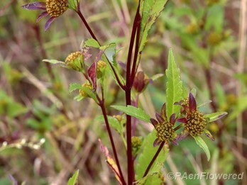 Three-lobed beggarticks