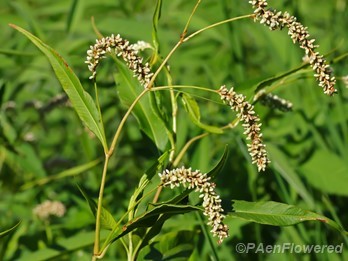 Plants in flower
