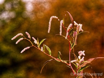 Inflorescences & leaves